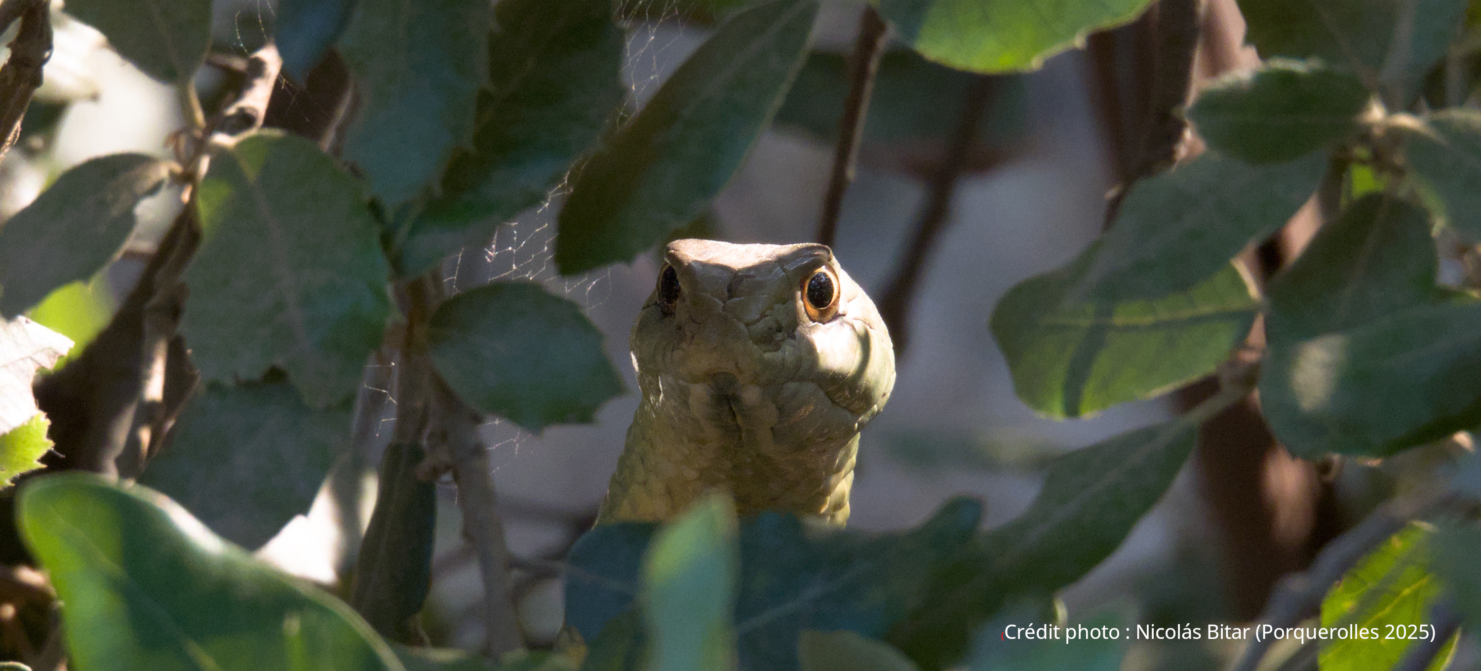 Une couleuvre de Porquerolles